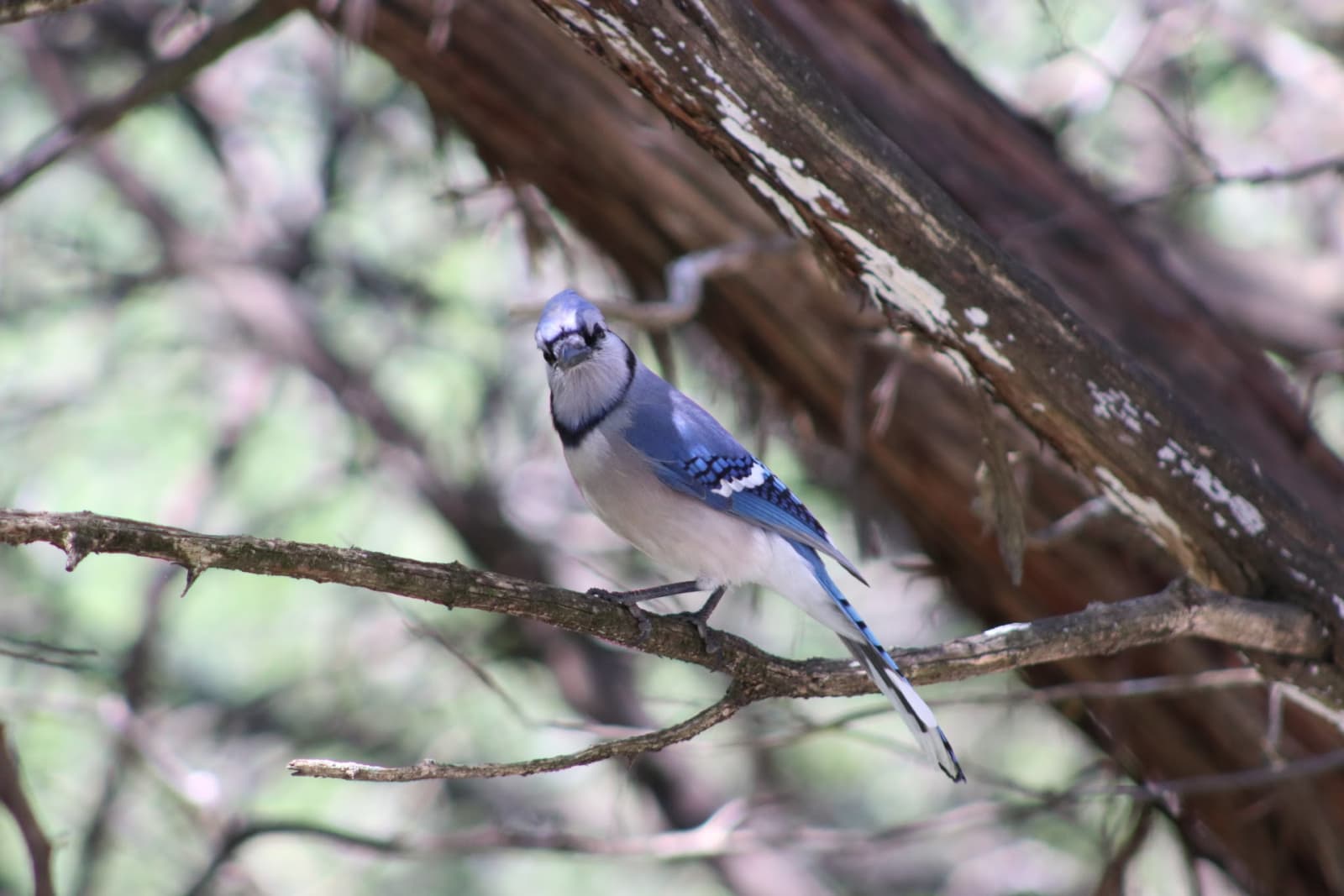 A blue jay perched on a bare branch