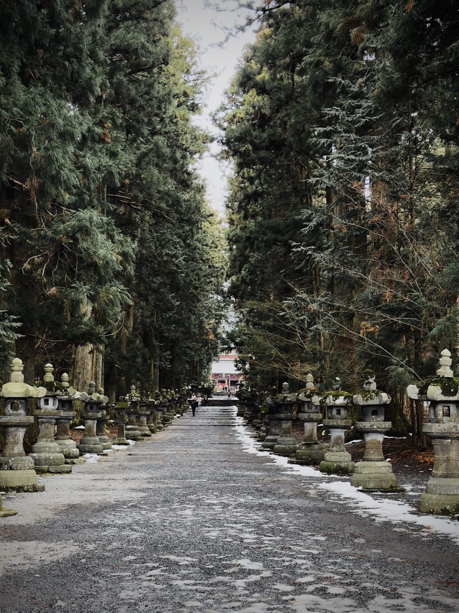 A stone-lantern path climbing between rows of tall cedars