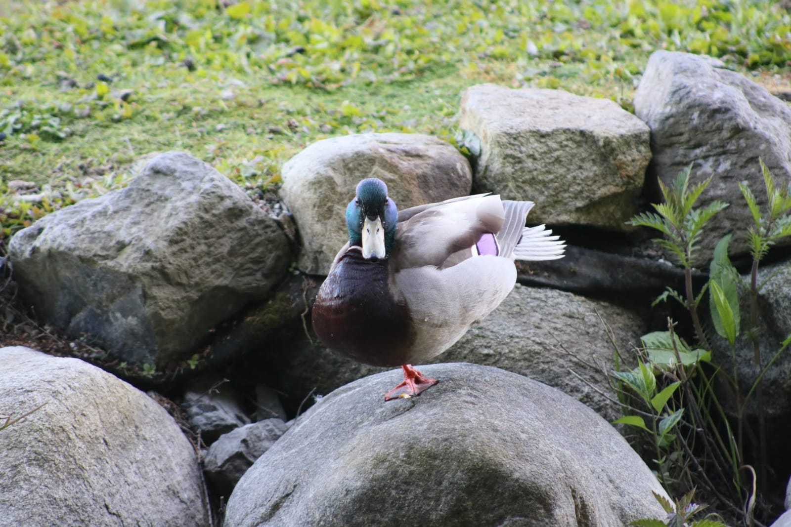 A mallard drake standing on rocks at the water’s edge