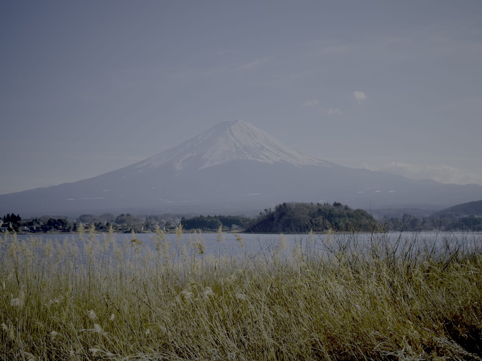 Mount Fuji rising beyond a lake fringed with tall reeds