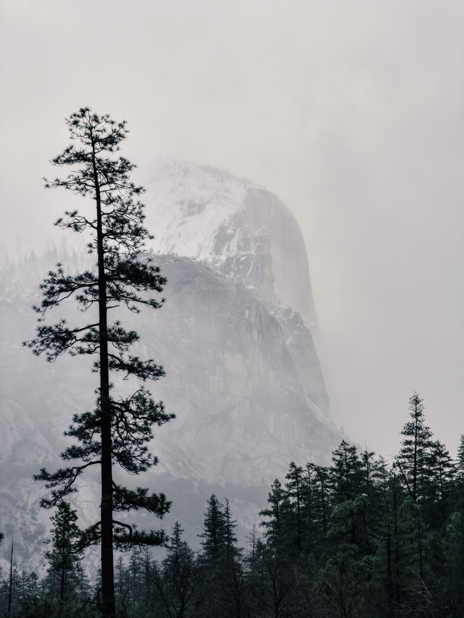 A lone pine silhouetted against a fog-veiled granite dome
