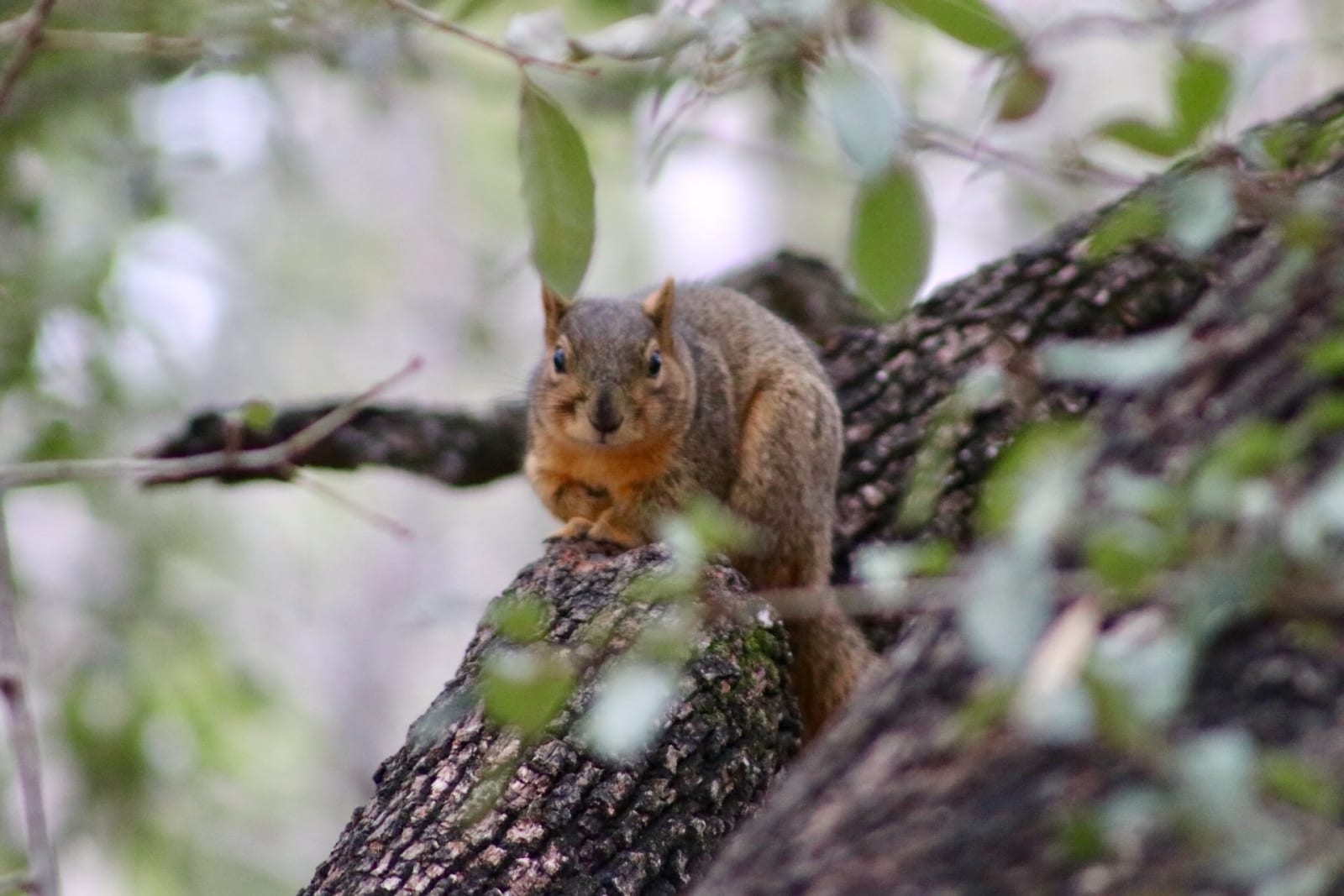 A fox squirrel on a tree branch, facing the camera