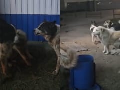 Трагедия в Чульмане: Нападение собак на ребенка