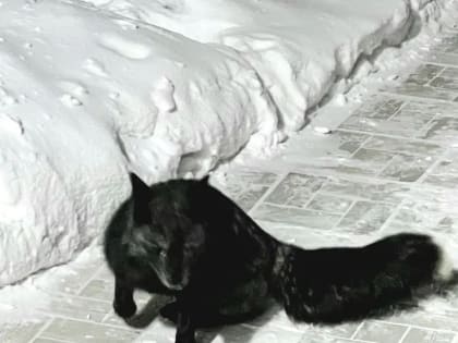 Беглые чернобурки до сих пор бродят по Якутску