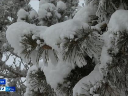 Прогноз погоды в Якутске на 14 января