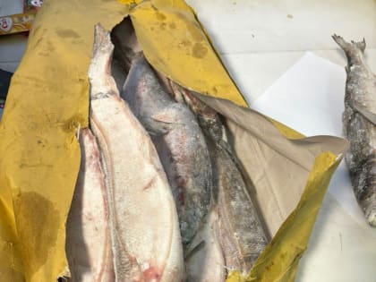 Омуль на миллион: в Якутске задержаны похитители 5 тонн рыбы из ледника — видео