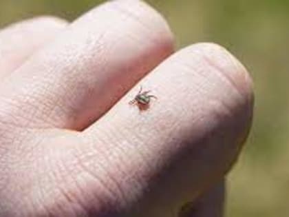 В Якутии клещи укусили 403 человека