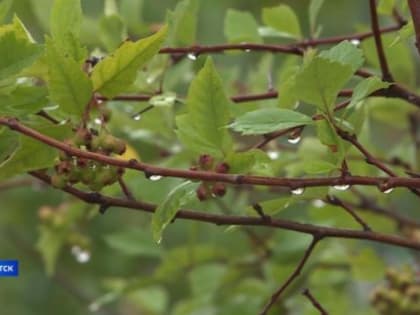 Прогноз погоды в Якутске на 21 августа