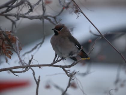 Что-то ветер разыгрался не на шутку