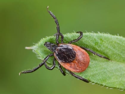 СМИ: Более 400 случаев укусов клещей зарегистрировали в Якутии