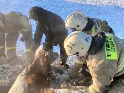 Фотофакт: Пожарные вытянули корову из проруби