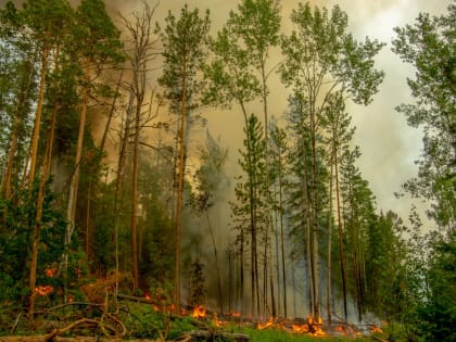 С усть-алданцев взыщут за поджоги лесных пожаров