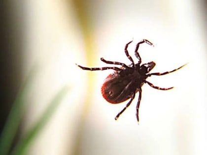 В Якутии территория распространения клещевого энцефалита в 2023 году пополнилась четырьмя районами