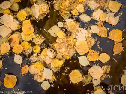 Снижение температуры, мокрый снег и сильный ветер: прогноз погоды на 6 сентября в Якутии