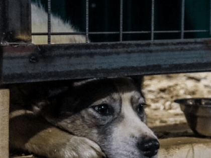 В приюте «Помоги выжить» погибло 235 собак из-за бруцеллеза — Департамент ветеринарии