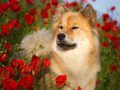 Кинологи назвали 5 правил безопасности собак летом