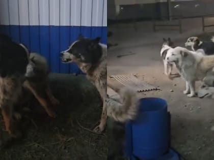 Трагедия в Чульмане: Нападение собак на ребенка