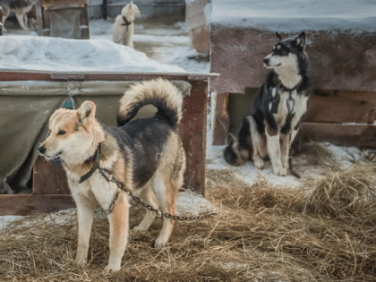 Так обнаружен бруцеллез в приюте для собак Якутска или нет?