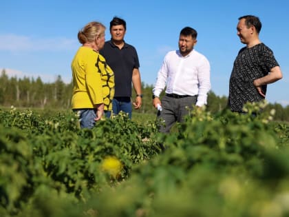 Более 700 тонн картофеля планирует собрать маганское хозяйство Котрус в этом году