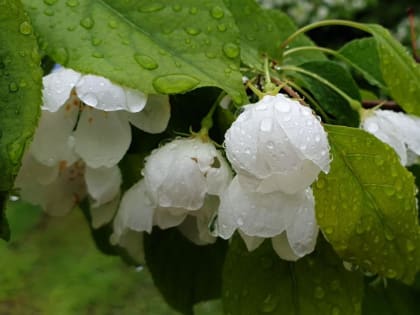 Бардак в небесной канцелярии: В Якутии дождь, гроза и снег