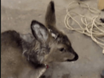 В Жатае косулю ранили собаки — ее пытаются спасти ветеринары