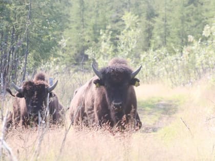 На Нижней Колыме продолжают формировать экосистему мамонтовых степей
