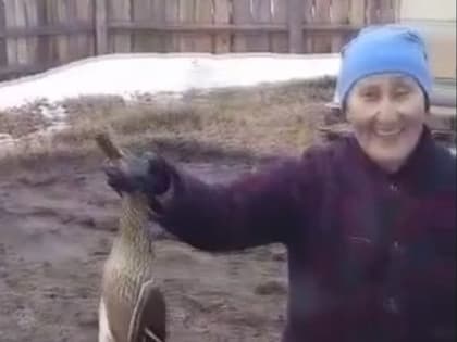 Упавшая во двор утка не инфицирована птичьим гриппом