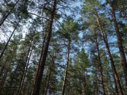 Прогноз погоды в Якутске на 17 августа