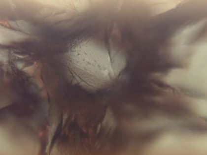 Самый древний на планете алмаз обнаружили в образцах из якутского месторождения