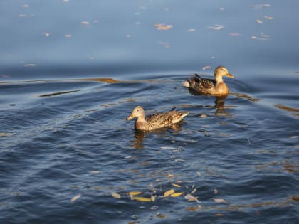 Возникла угроза птичьего гриппа в Якутии из-за вспышки в Амурской области