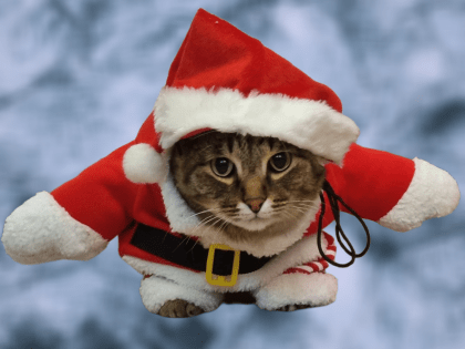 Каких изменений ожидать в 2023 году в карьере, любви, здоровье и финансах