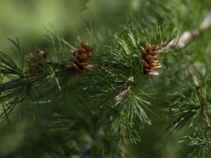 Прогноз погоды в Якутске на 19 августа