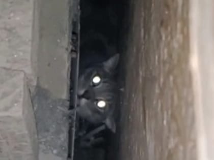 Спасенная из щели кошка ищет добрых хозяев