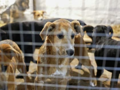 В Якутии более 590 собак и кошек оказались заражены бруцеллёзом