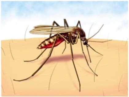 Комары как переносчики инфекционных заболеваний.