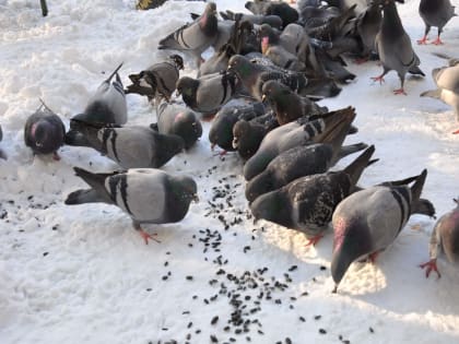 Прикармливание голубей в Нерюнгри может стать серьёзной проблемой для жителей города