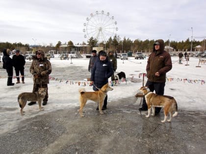 Открытая городская выставка лаек состоится в Якутске