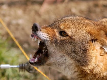 В двух районах Якутии ввели карантин из-за бешенства