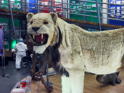 Древнее хищное животное препарировано якутскими учеными