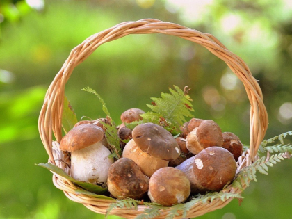 Как не отравиться грибами