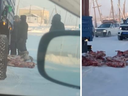 В ходе досмотра автомобиля «Камаз» изъяты 12 туш снежных баранов