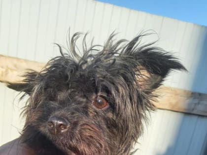 Собачье преображение: из бомжей в фотомодели