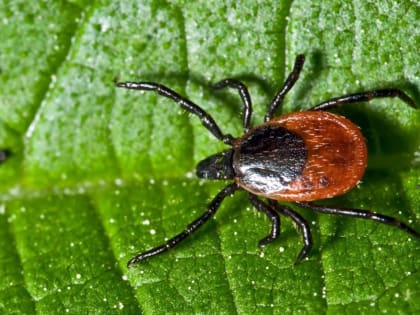 Нерюнгринский район был признан одной из наиболее опасных природных зон по клещевому энцефалиту