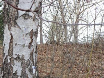 Берёзовый сок: учёные рассказали о пользе и вреде для организма человека