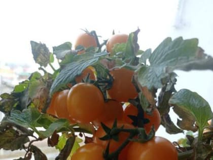 Как вырастить январские помидоры на подоконнике в Якутии