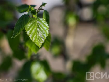 Новосибирск, Иркутск и Алтай: в Сберстраховании рассказали, где активнее всего страхуются от клещей