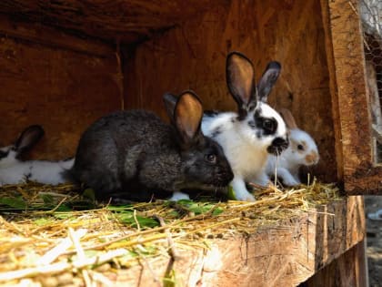 В Якутии пожар в хлеву унёс жизни всех его обитателей