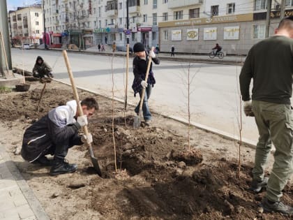 Фотофакт: Проспект Ленина озеленяют под руководством директора Ботсада СВФУ