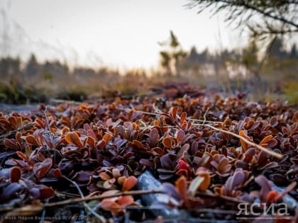 Заморозки и мокрый снег прогнозируют в Якутии