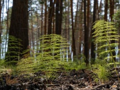 Прогноз погоды в Якутске на 22 августа